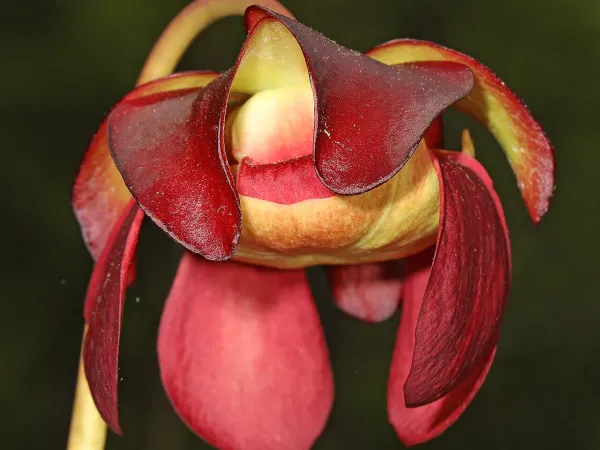 Foto von Fleischfressende Pflanze (Sarracenia purpurea).