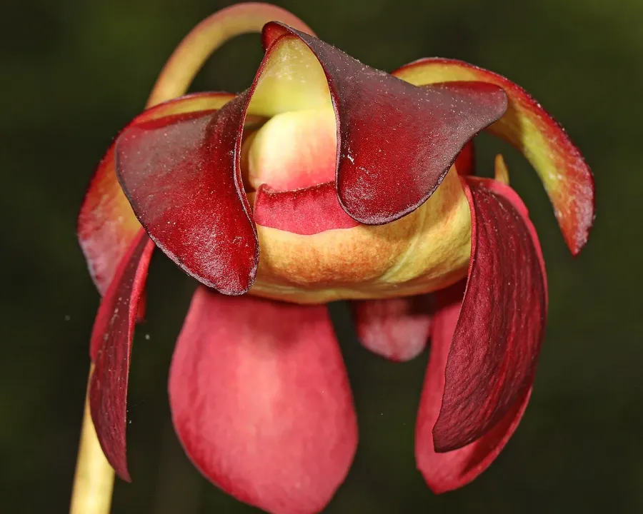 Foto von Fleischfressende Pflanze (Sarracenia purpurea).