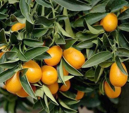 Foto von Fortunella (Fortunella margarita).
