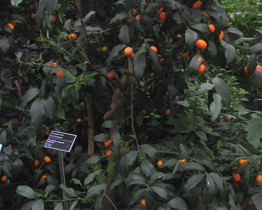 Foto von Fortunella (Fortunella japonica).