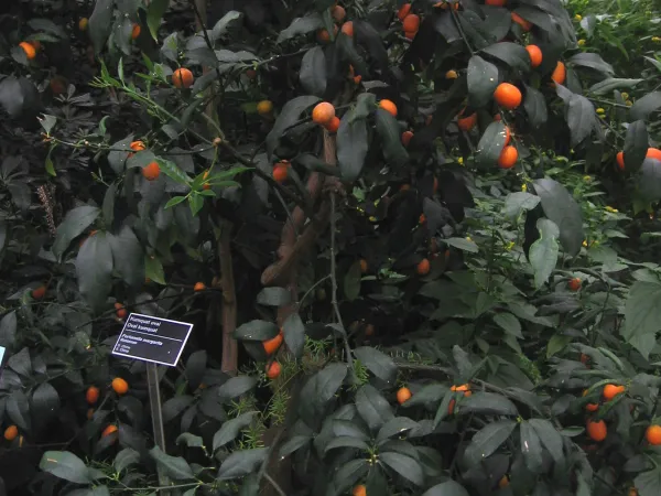 Foto von Fortunella (Fortunella japonica).