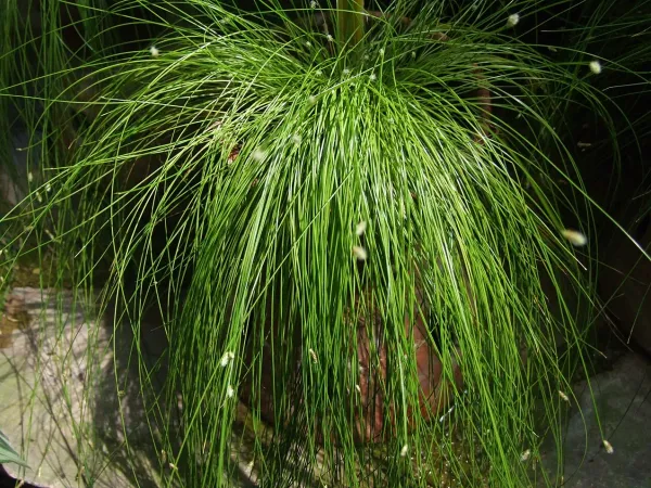 Foto von Frauenhaargras (Isolepis cernua).