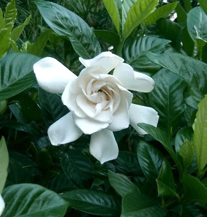 Foto von Gardenien (Gardenia jasminoides).