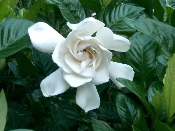 Foto von Gardenien (Gardenia jasminoides).