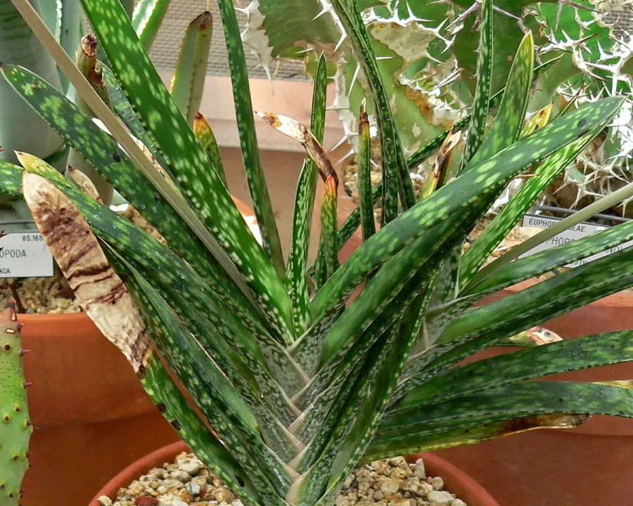 Foto von Gasterien (Gasteria bicolor).