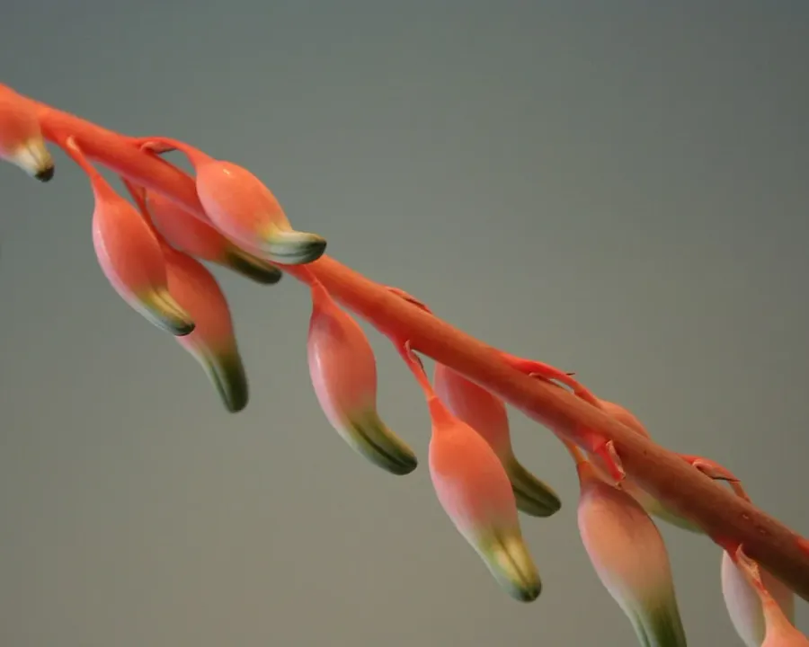 Foto von Gasterien (Gasteria verrucosa).