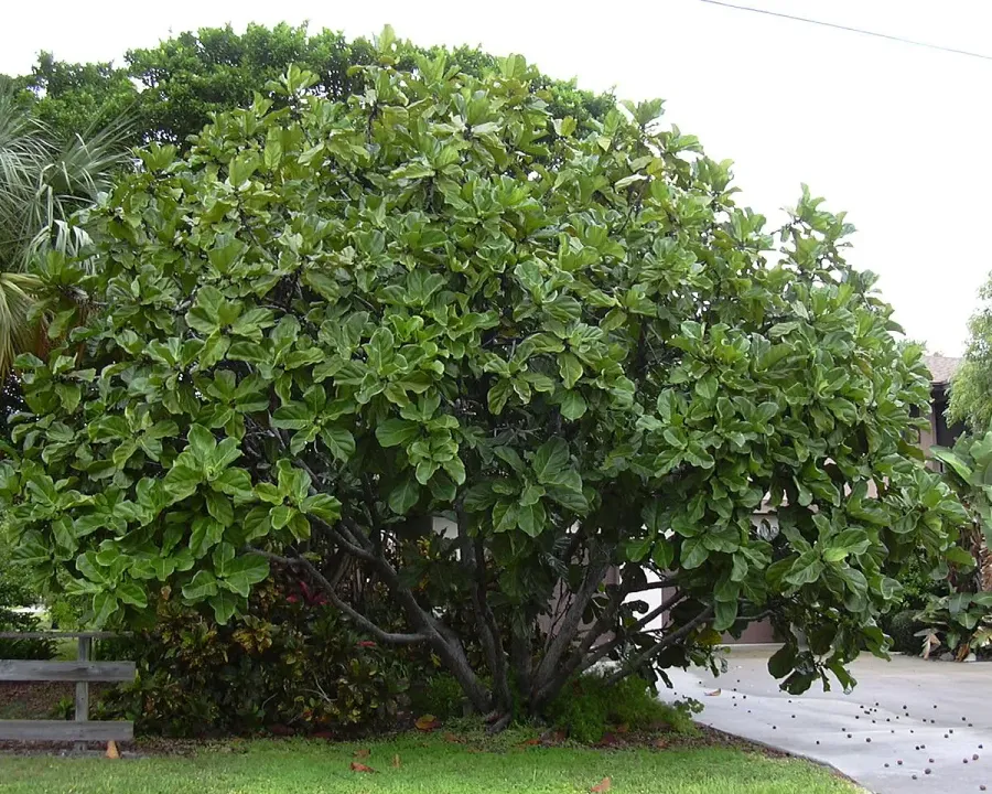 Foto von Geigenfeige (Ficus lyrata).