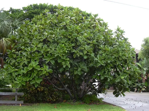 Foto von Geigenfeige (Ficus lyrata).