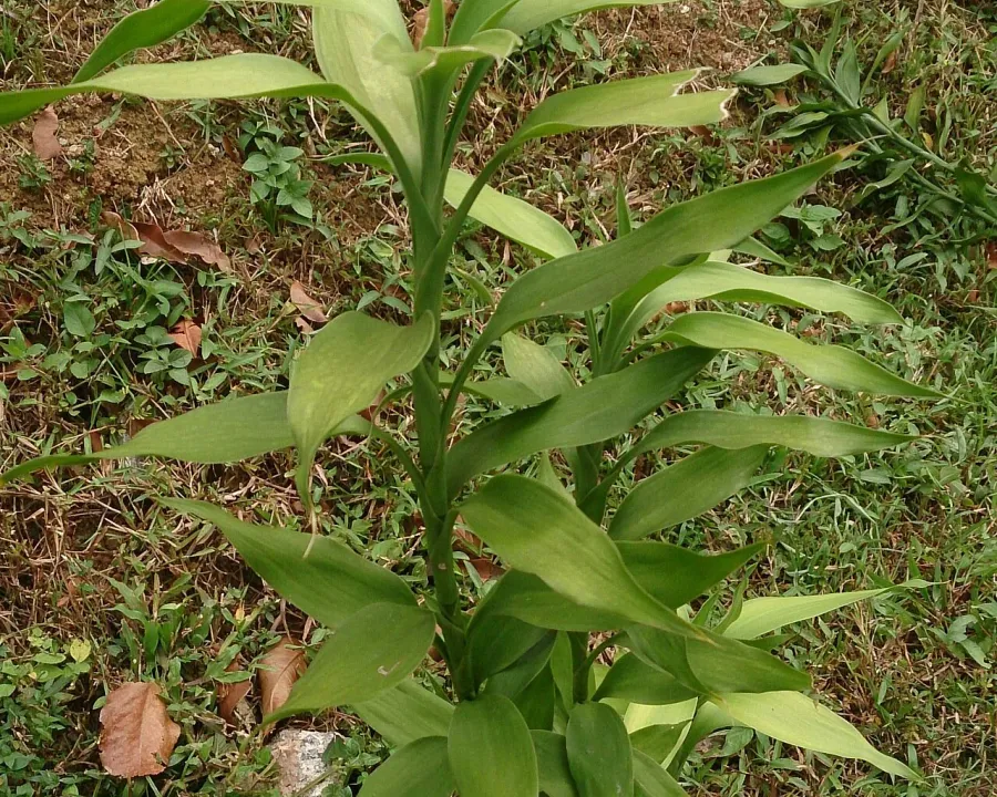 Foto von Glücksbambus (Dracaena braunii).