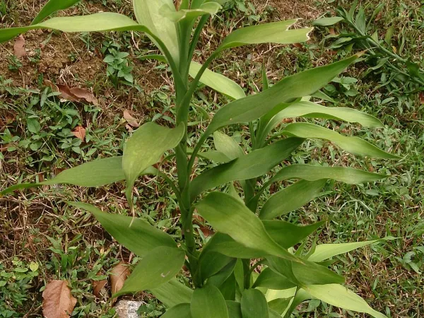Foto von Glücksbambus (Dracaena braunii).