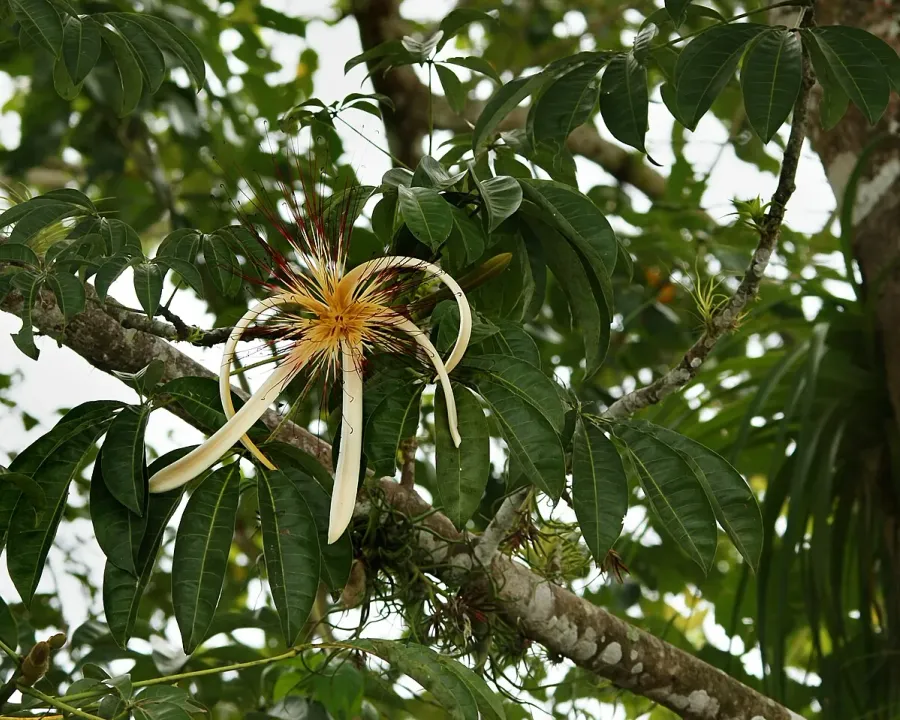 Foto von Glückskastanie (Pachira aquatica).