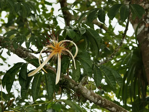 Foto von Glückskastanie (Pachira aquatica).
