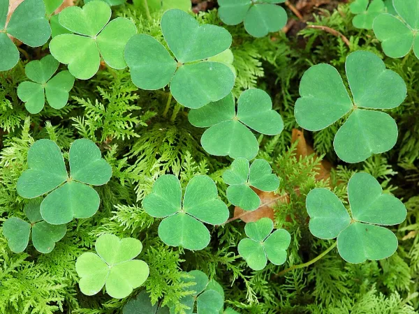 Foto von Glücksklee (Oxalis articulata).