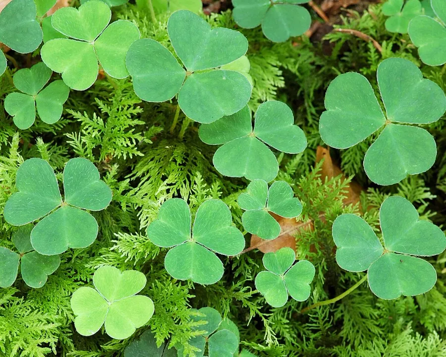 Foto von Glücksklee (Oxalis articulata).