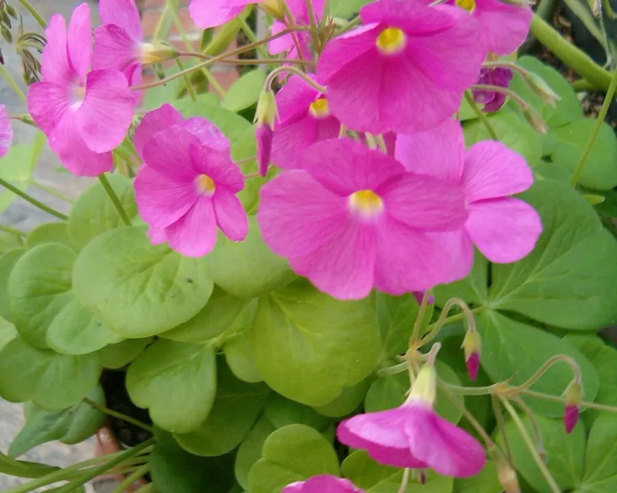 Foto von Glücksklee (Oxalis bowiei).