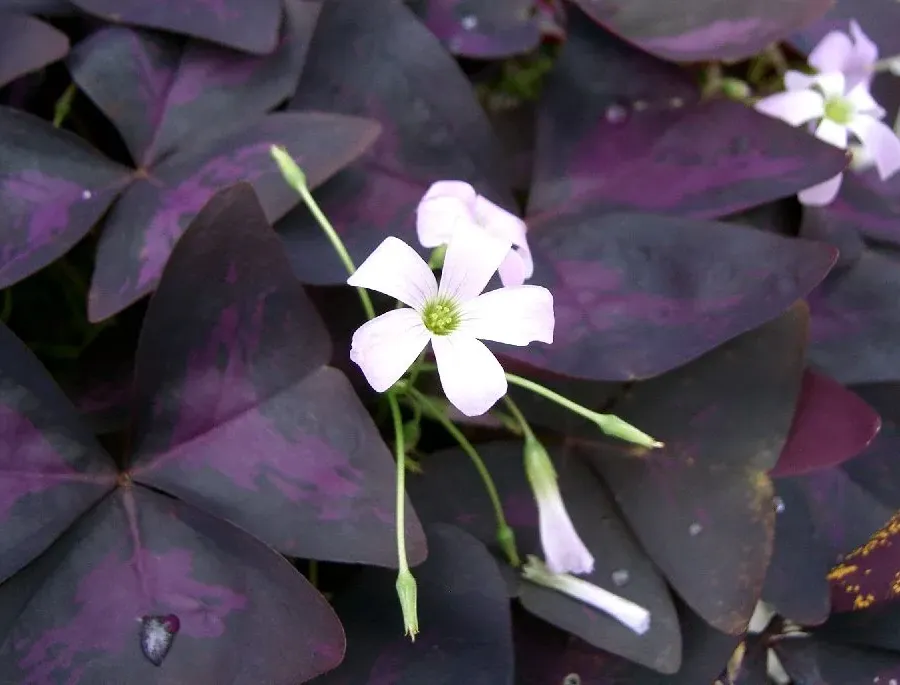 Foto von Glücksklee (Oxalis triangularis).