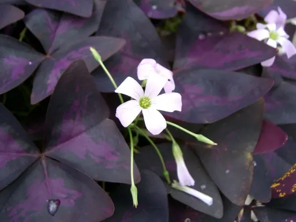 Foto von Glücksklee (Oxalis triangularis).