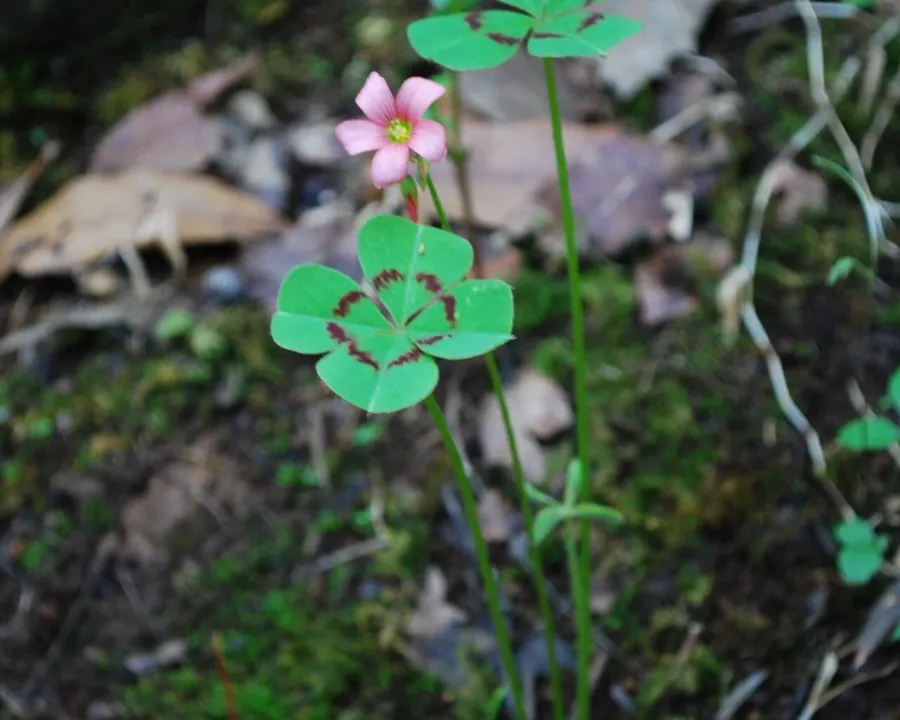 Foto von Glücksklee (Oxalis tetraphylla).