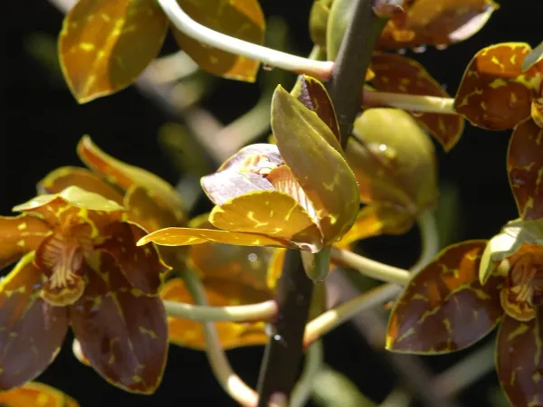 Foto von Grammatophyllum (Grammatophyllum speciosum).