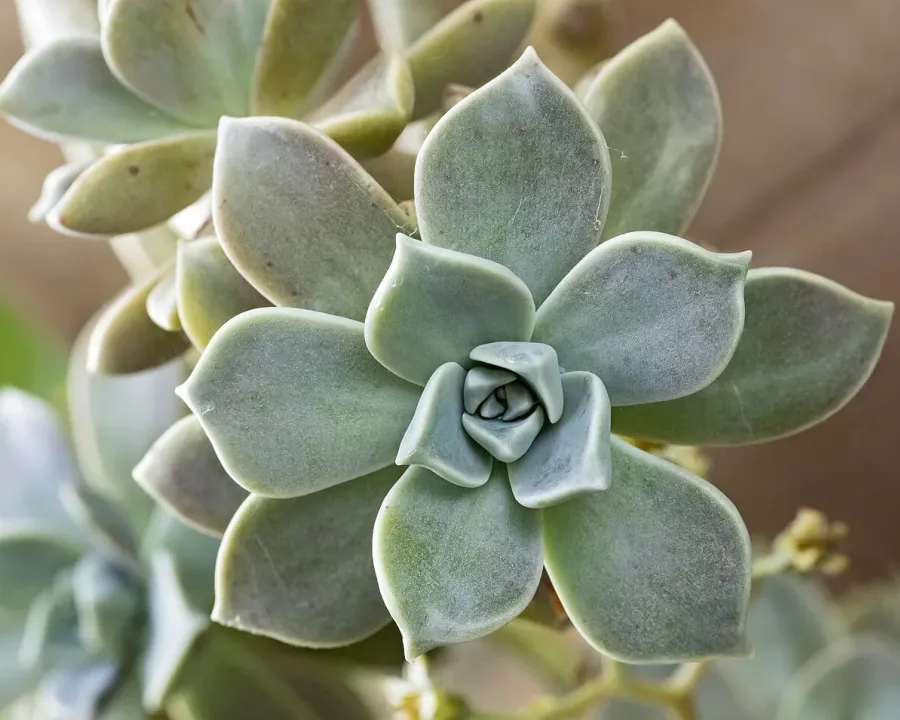 Foto von Graptopetalum (Graptopetalum paraguayense).