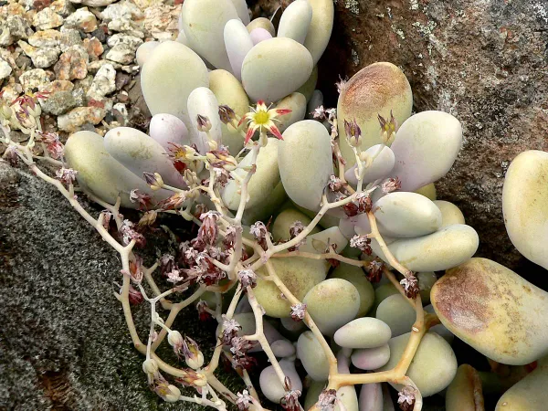 Foto von Graptopetalum (Graptopetalum amethystinum).