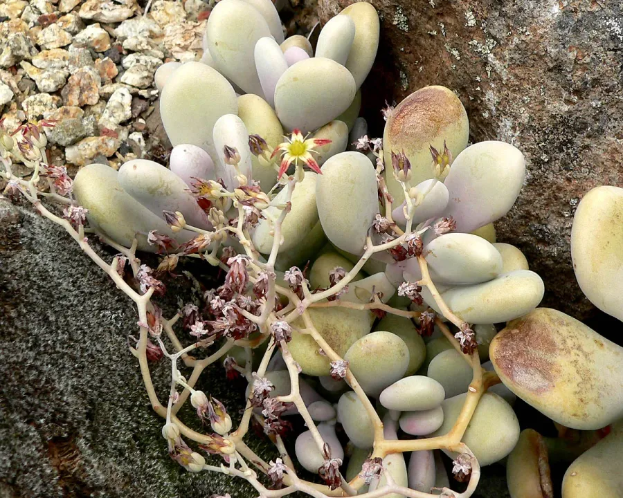 Foto von Graptopetalum (Graptopetalum amethystinum).