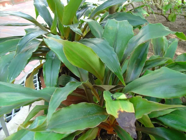Foto von Grünlilie (Chlorophytum orchidastrum).