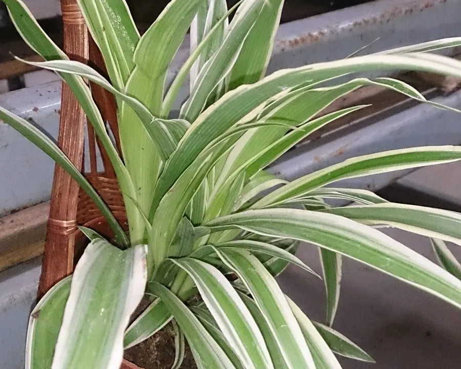 Foto von Grünlilie (Chlorophytum laxum).
