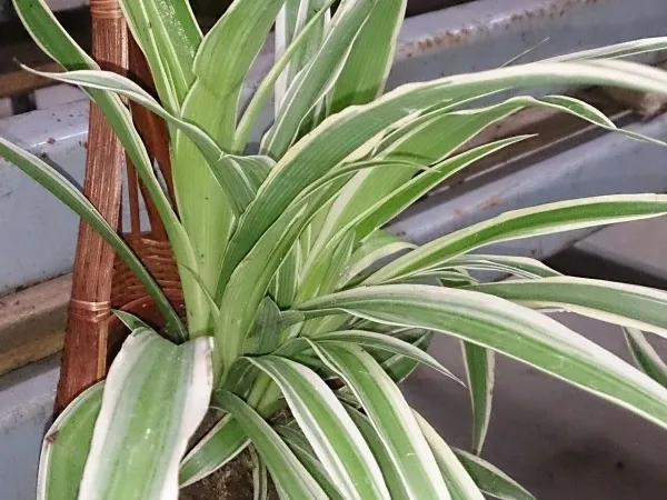 Foto von Grünlilie (Chlorophytum laxum).