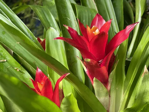 Foto von Guzmania (Guzmania lingulata).