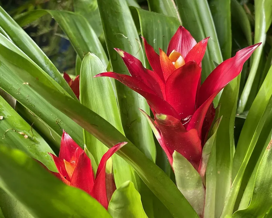Foto von Guzmania (Guzmania lingulata).