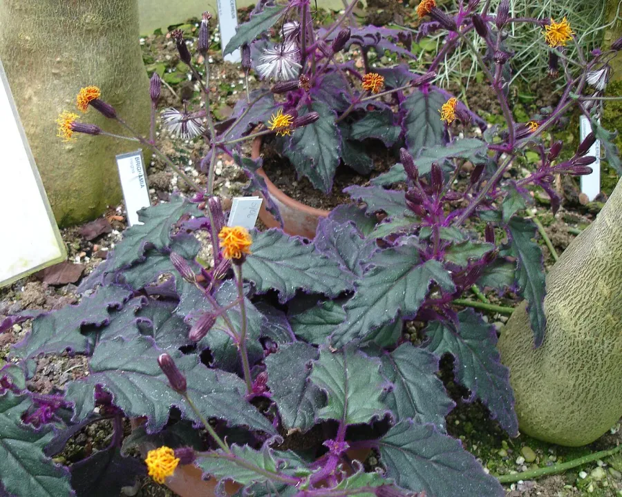 Foto von Gynura (Gynura procumbens).