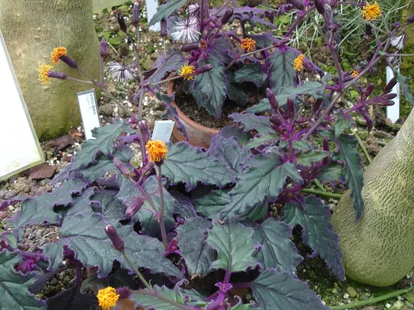 Foto von Gynura (Gynura procumbens).