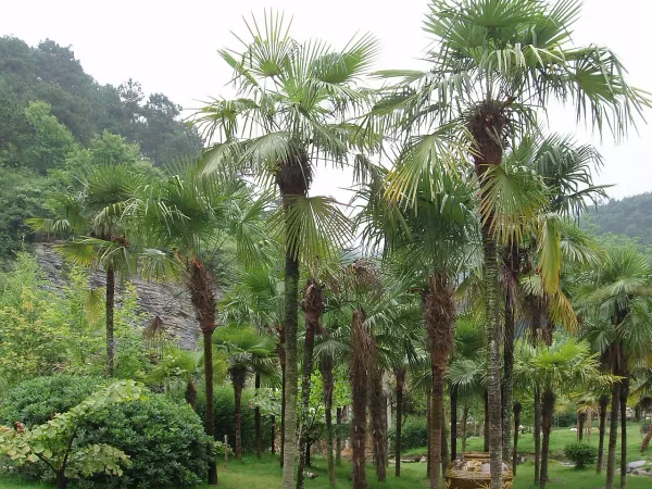 Foto von Hanfpalme (Trachycarpus fortunei).