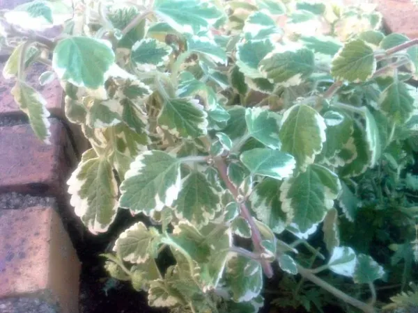 Foto von Harfenstrauch (Plectranthus coleoides).
