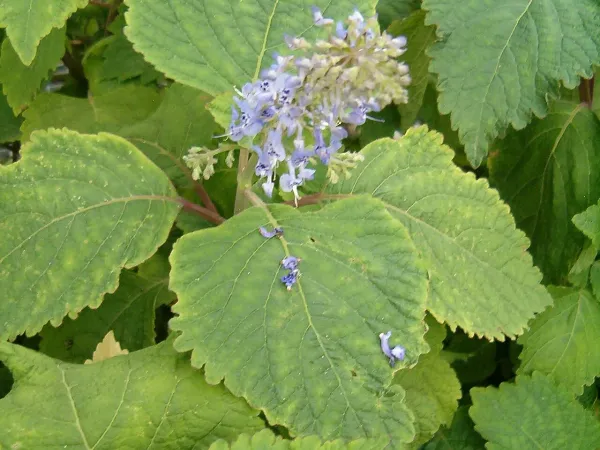 Foto von Harfenstrauch (Plectranthus fruticosus).