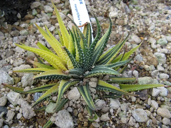 Foto von Haworthia (Haworthia margaritifera).