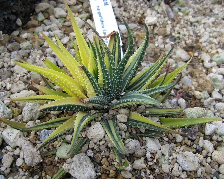 Foto von Haworthia (Haworthia margaritifera).