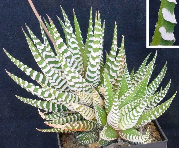 Foto von Haworthie (Haworthia attenuata).