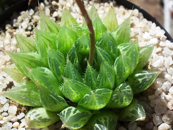 Foto von Haworthie (Haworthia cooperi).
