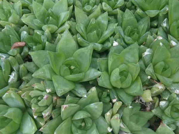 Foto von Haworthie (Haworthia cymbiformis).
