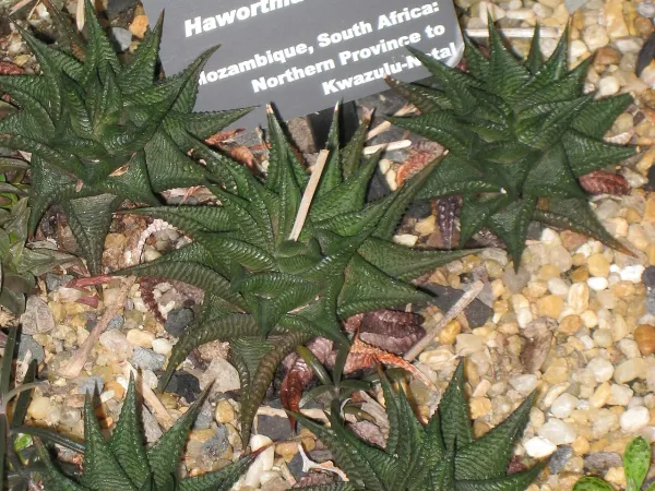 Foto von Haworthie (Haworthia limifolia).