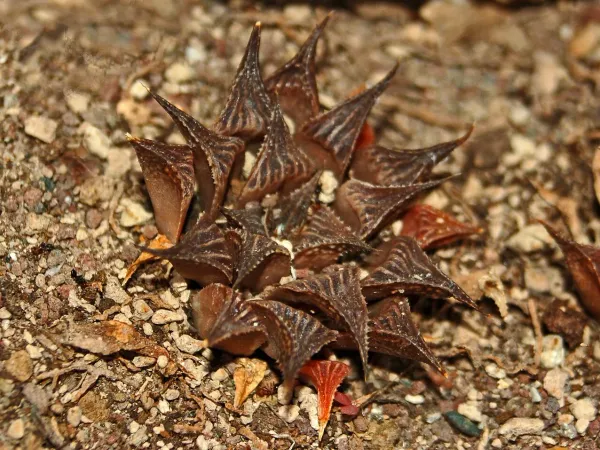 Foto von Haworthie (Haworthia mirabilis).