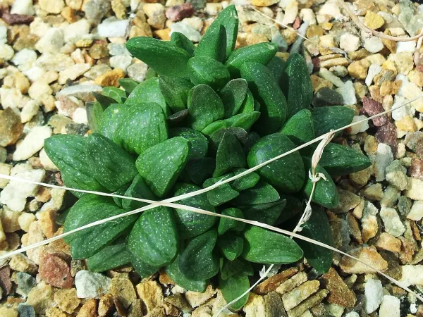 Foto von Haworthie (Haworthia turgida).