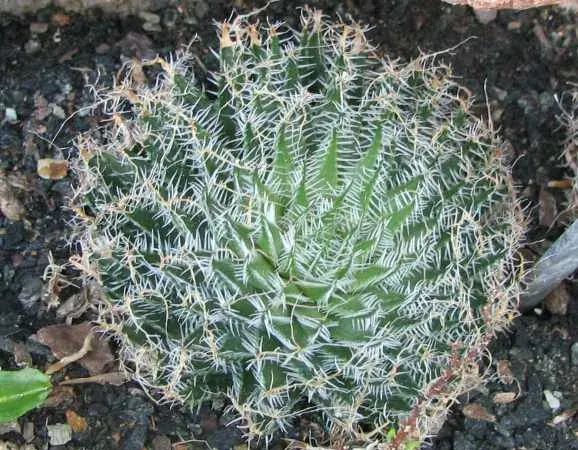 Foto von Haworthie (Haworthia arachnoidea).