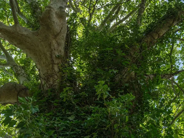 Foto von Hedera (Hedera helix).
