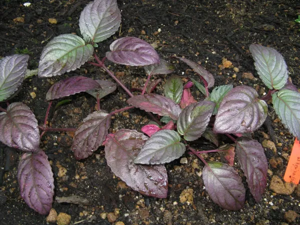 Foto von Hemigraphis (Hemigraphis alternata).