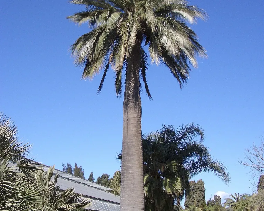 Foto von Honigpalme (Jubaea chilensis).
