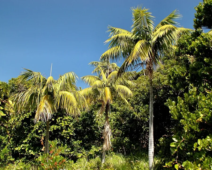 Foto von Howea (Howea forsteriana).
