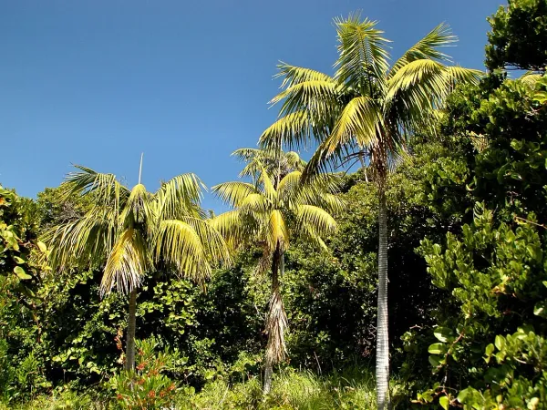 Foto von Howea (Howea forsteriana).